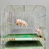The Bacon Birdcage