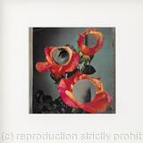 Behind the Roses ( Middle)