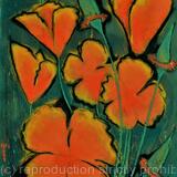 Hippy (Californian) Poppy