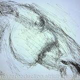 BM Parthenon marbles pediment horse head 2