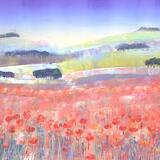 Summer fields , poppies