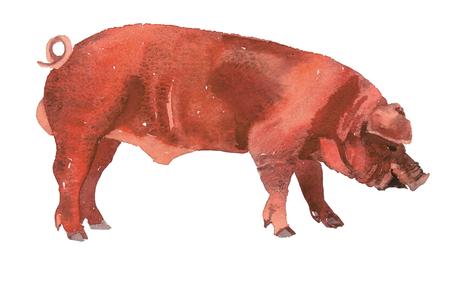 Duroc Boar