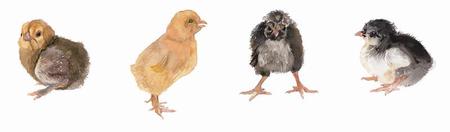 Various chicks
