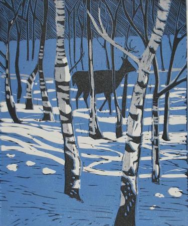 Stag in Birch trees