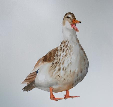Silver Appleyard duck
