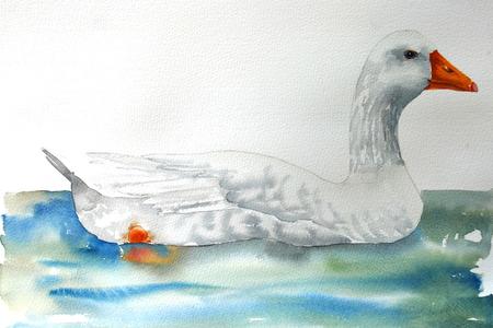 Czech goose on water