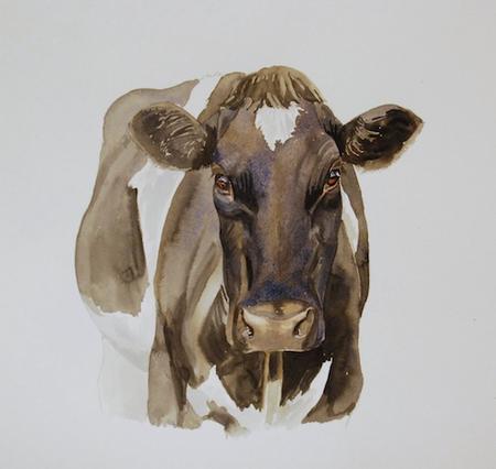Friesian cow