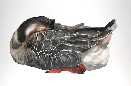 Chinese Goose asleep