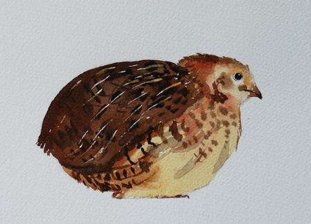 Coturnix quail