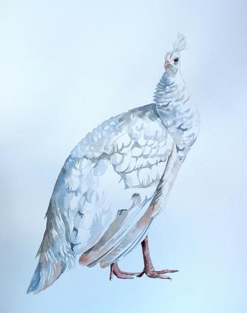 White peahen