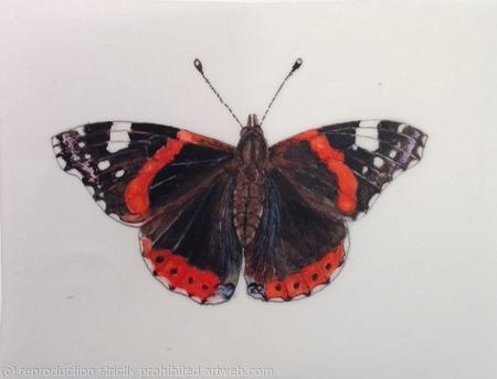 Red Admiral