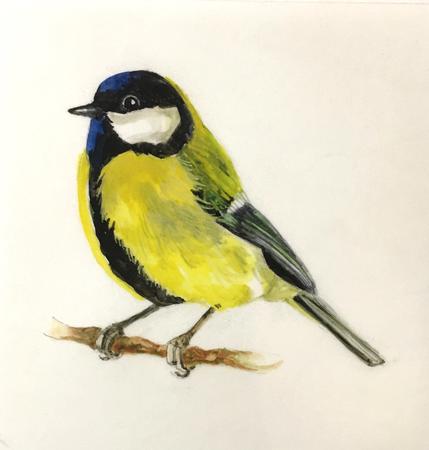 Great tit