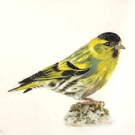Siskin