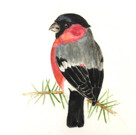 Bullfinch