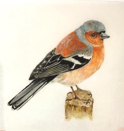 Chaffinch