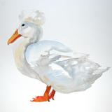 Crested Duck