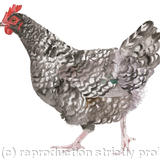 Maran hen