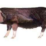 Berkshire Gilt