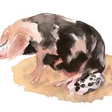 Bayeux Sow and Piglet