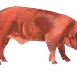 Duroc Boar