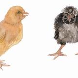 Various chicks