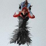 Guineafowl