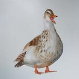 Silver Appleyard duck