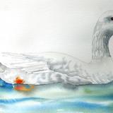 Czech goose on water