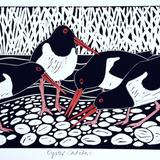 Oyster catchers