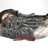 Chinese Goose asleep