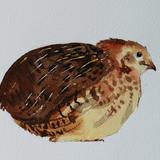 Coturnix quail