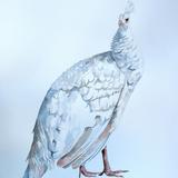 White peahen