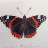 Red Admiral