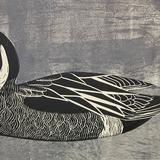 Pintail
