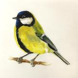 Great tit