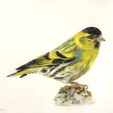 Siskin
