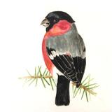 Bullfinch