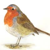 Robin