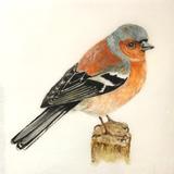 Chaffinch