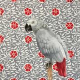 African Grey Parrot