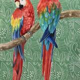Scarlet Macaws