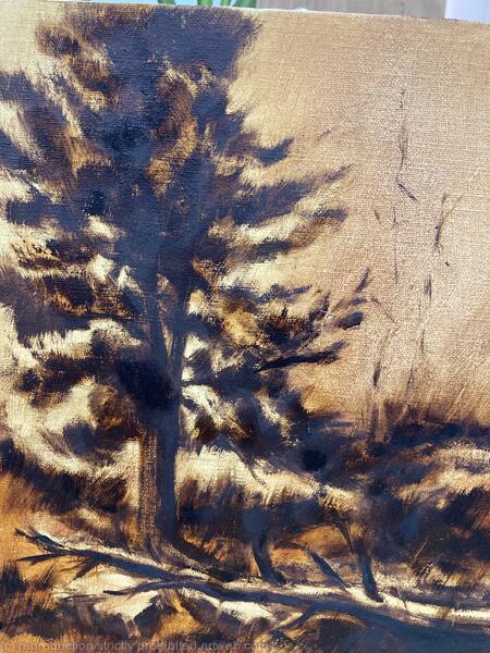 Ponderoda Pine Study