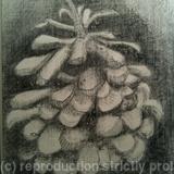 Pine Cone