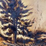 Ponderoda Pine Study