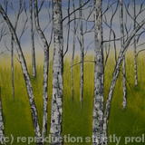 Birches 3