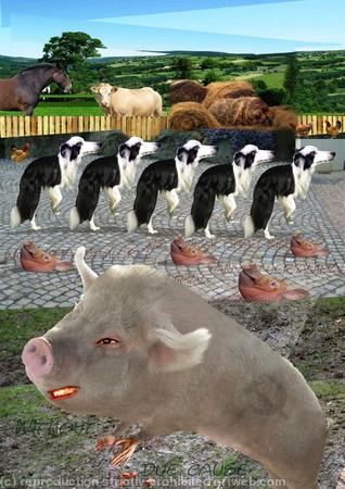 Animal farm 1