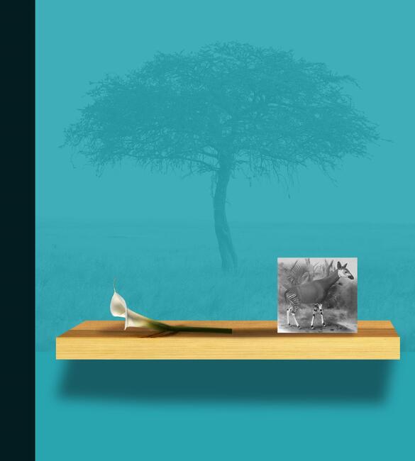 Giraffidae (after G O'K)