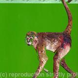 Spider Monkey: Animals of the Caribbean series