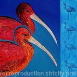 Scarlet Ibis: Animals of the Caribbean series