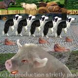 Animal farm 1